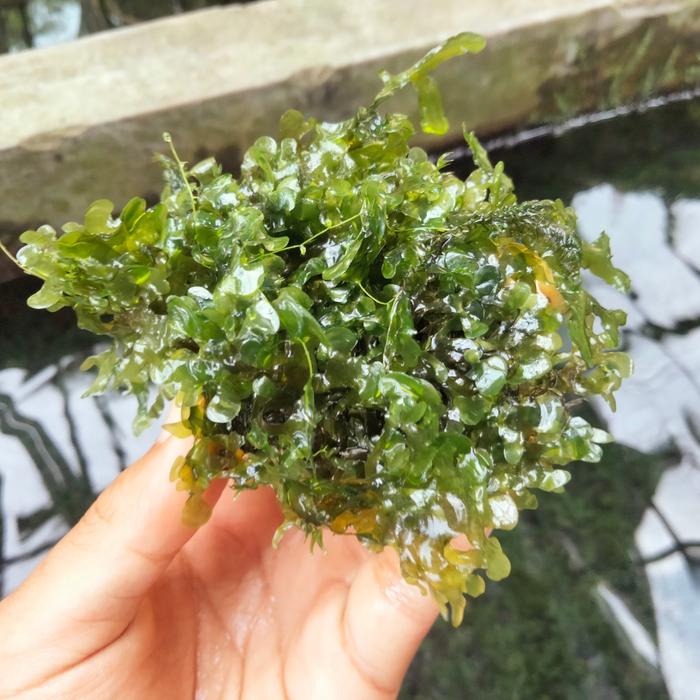 Gambar Mos aquascape media webikusa dan pakis full air dan berkualitas - pelia webikusa dari AQUATIC GREEN LIFE undefined Tokopedia