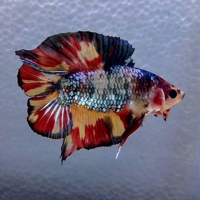 double tail plakat betta