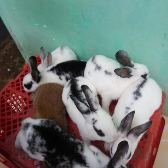 Gambar kelinci rex karpet quality dari Yasha TV Birdshopp undefined Tokopedia
