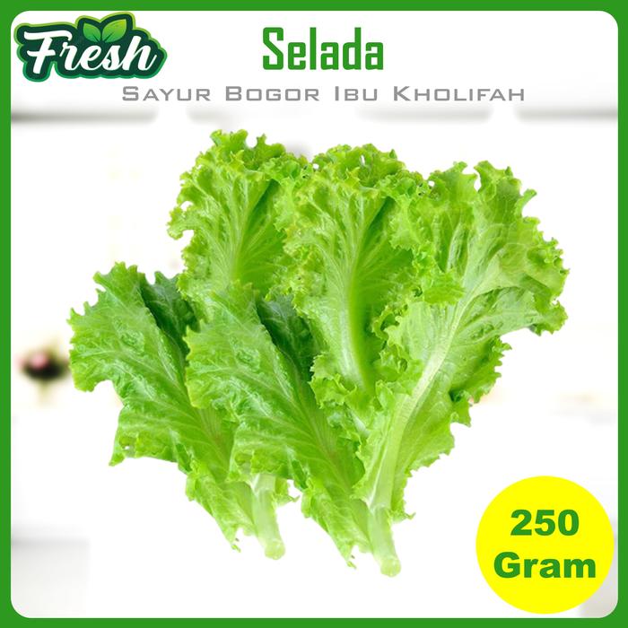 Gambar Sayur Daun Selada Keriting Hijau Segar Sayuran Segar Bogor - 250 Gram dari Sayur Ibu Kholifah undefined Tokopedia