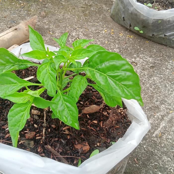 Gambar pohon CABAI bibit pedas setan, rawit merah mantap dari SUCI online shoping undefined Tokopedia