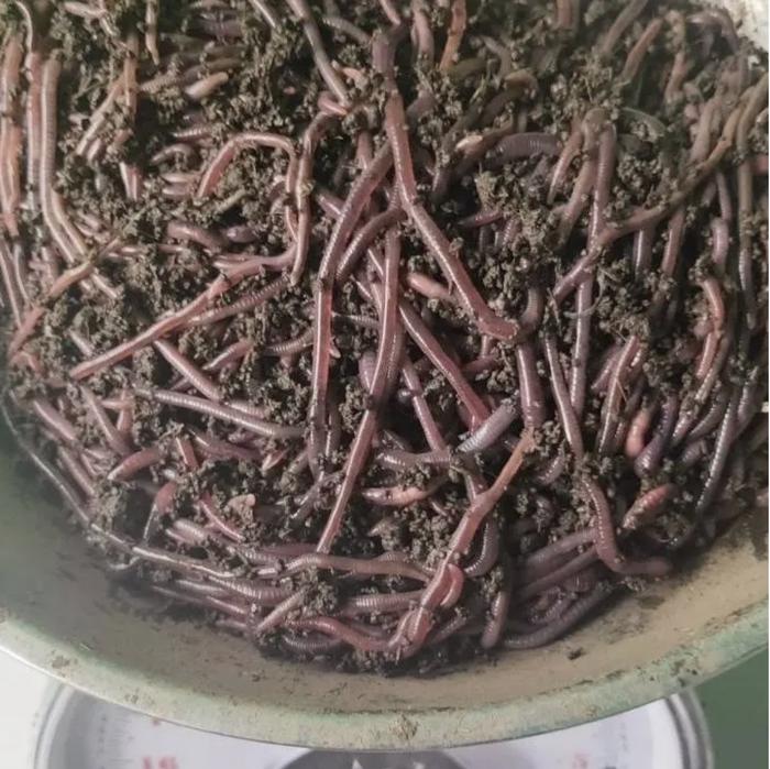 Gambar cacing tanah lumbricus rubellus hidup pakan predator umpan pancing dari terang aquarium undefined Tokopedia