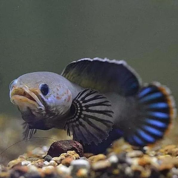 Gambar ikan channa red andrao dan blue andrao calon gondrong - Biru, 8-9cm dari parungsnakehead undefined Tokopedia