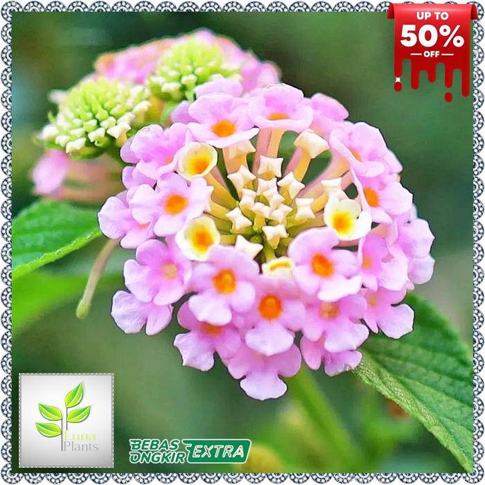 Gambar paket 4 bunga lantana - tanaman hias bunga lantana - Bunga Ungu dari LunaPlants undefined Tokopedia