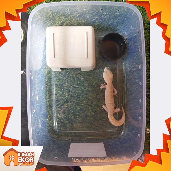 Gambar KANDANG GECKO BOX KOTAK REPTIL - 3500 ml dari Rumah Ekor undefined Tokopedia
