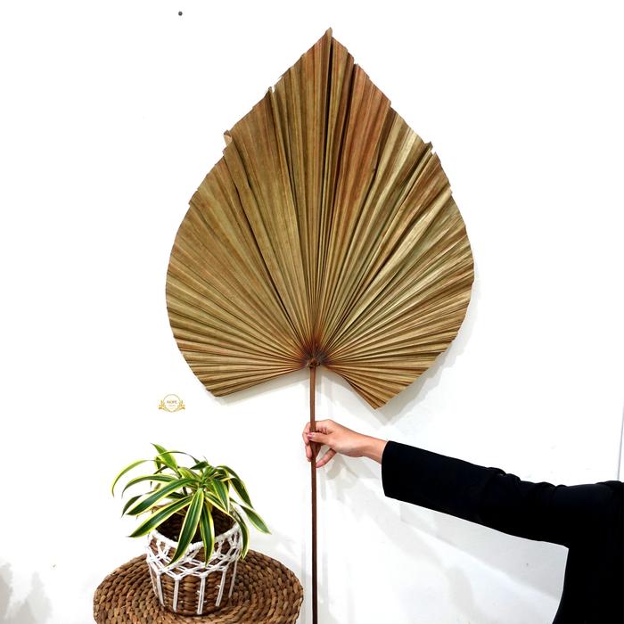 Gambar DAUN PALEM ATAU DAUN PALEM BESAR KERING - Natural dari Hopedekorasi undefined Tokopedia