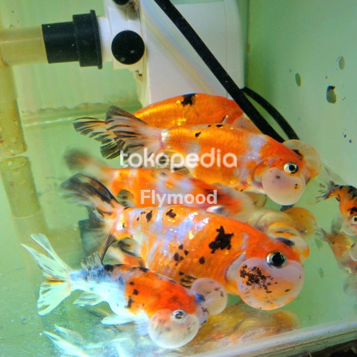 Gambar bubble eye goldfish - XL dari Flymood undefined Tokopedia