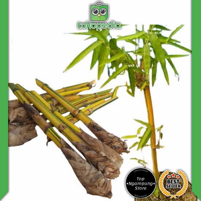 Gambar Stek bambu kuning per batang - khusus harga grosir dari Toko Tradisi undefined Tokopedia