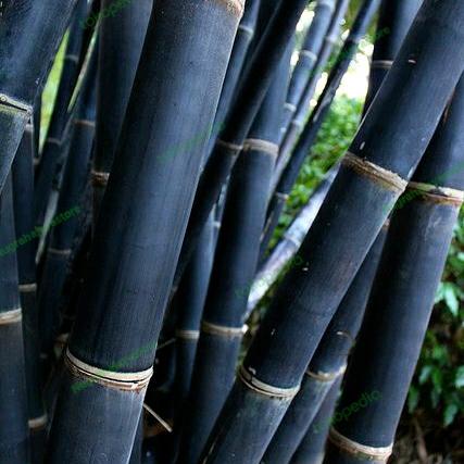 Gambar Bambu hitam diameter 5-10cm -warna hitam alami - 200cm dari Nugrahajayastore3 undefined Tokopedia