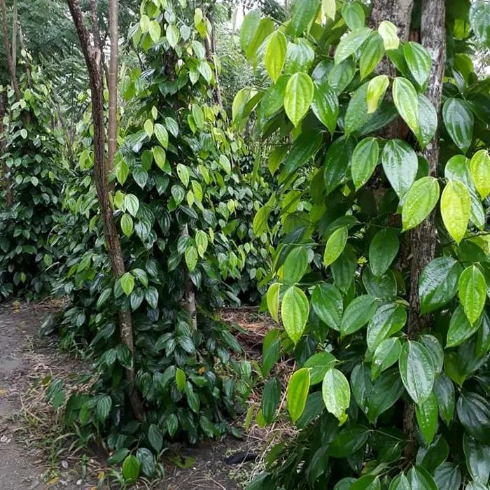 Gambar bibit stek cutting lada merica (50 batang) - 50 lada perdu dari Kembar Rempah 4 undefined Tokopedia