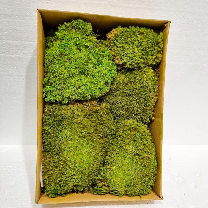 Gambar Lumut Batu Artificial - HIJAU MUDA dari Rumah Bunga Dekor undefined Tokopedia