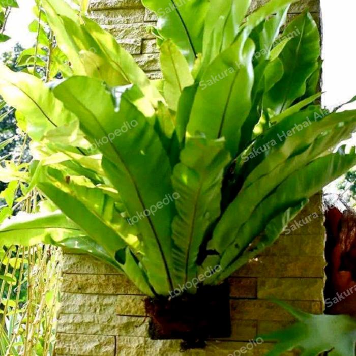 Gambar tanaman hias tempel kadaka jumbo dari Sakura Herbal Alami undefined Tokopedia