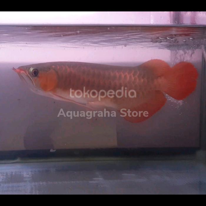 Jual Ikan Arwana Super Red Arowana Spesial - 25-26 cm - Jakarta Timur