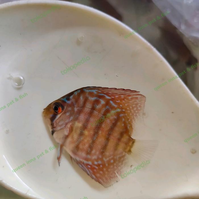 Jual baby discus ikan discus ikan hias air tawar anakan ikan