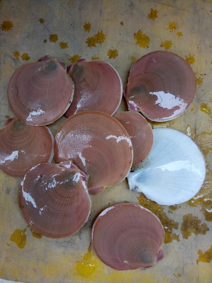 Gambar Kerang Simping Scallop Fresh 1kg - Simping Besar, 0,5 kg dari Portal Laut Indonesia undefined Tokopedia