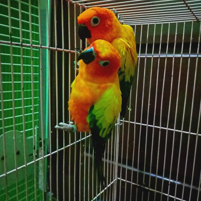 Gambar sepasang sun conure dari Yod Parrot undefined Tokopedia