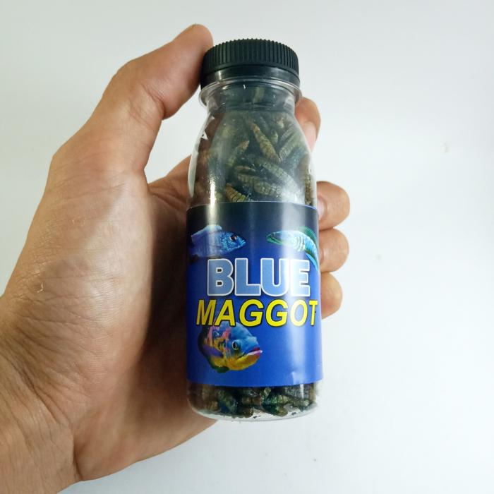 Gambar maggot caropyll pakan chana maggot pakan ikan Channa Oscar louhan - Biru dari ae fish undefined Tokopedia