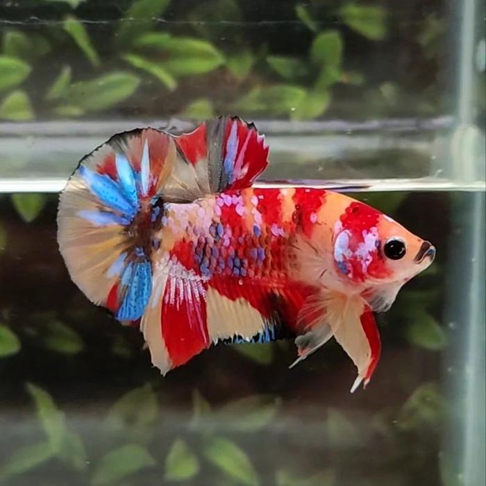 Jual Cupang halfmoon rosetail ekor lebar size M-L - pk Jual Cupang halfmoon rosetail ekor lebar size M-L - pk