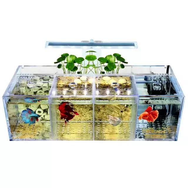 Gambar Breeding Box Guppy Molly Isolation Box Karantina Ikan Wadah Kotak Ikan - 4 rooms dari Planet Hobby Indonesia undefined Tokopedia