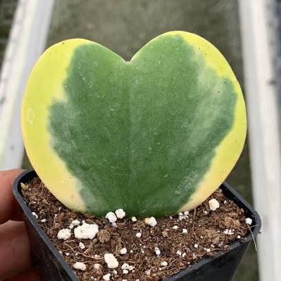 Gambar hoya kerii variegata love - var samping dari Musa Plants undefined Tokopedia