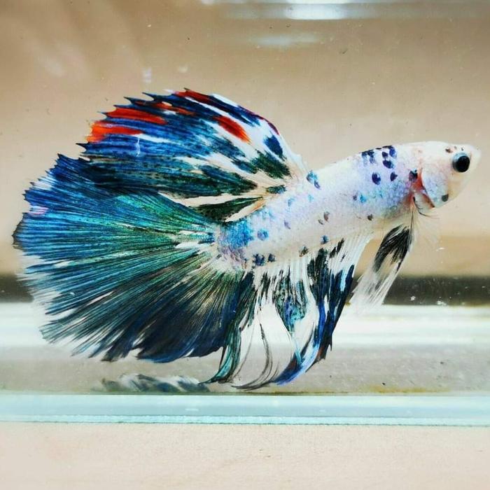 Gambar ikan cupang halfmoon ekor lebar warna cantik - hm fancy, Betina dari Kalimaaquatic Part 5 undefined Tokopedia