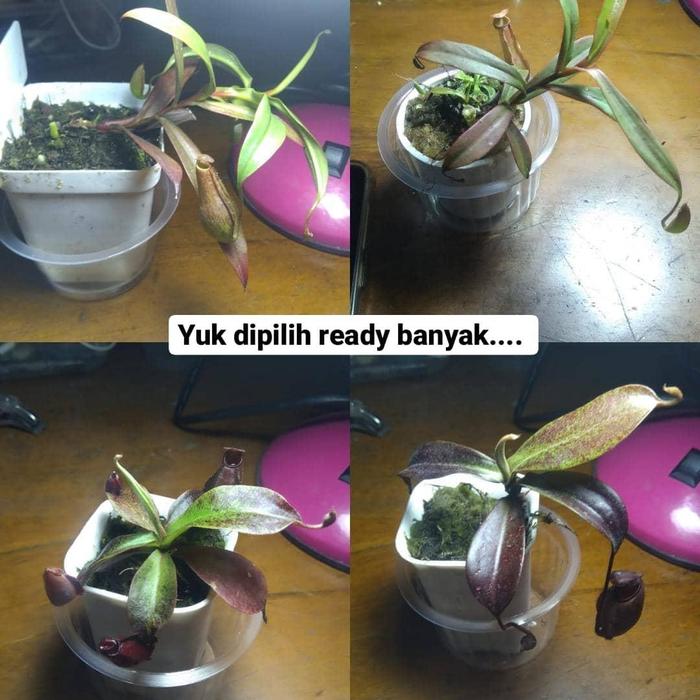 Gambar tanaman pemakan serangga kantong semar, venus real picture - kantong semar dari Tanaman Cici Surabaya undefined Tokopedia