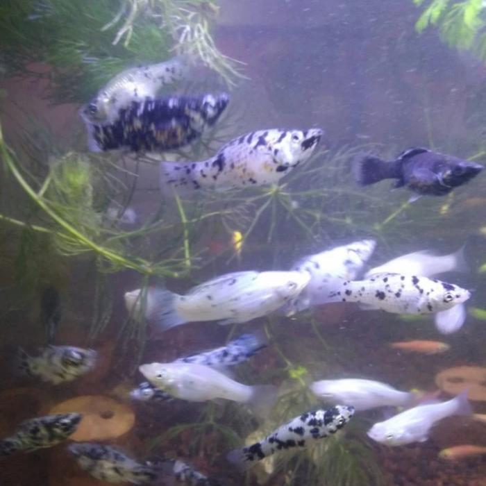 Gambar TERMURAH IKAN MOLI / MOLY / MOLLY KECIL PAKAN IKAN PREDATOR dari SANDBOX ID undefined Tokopedia