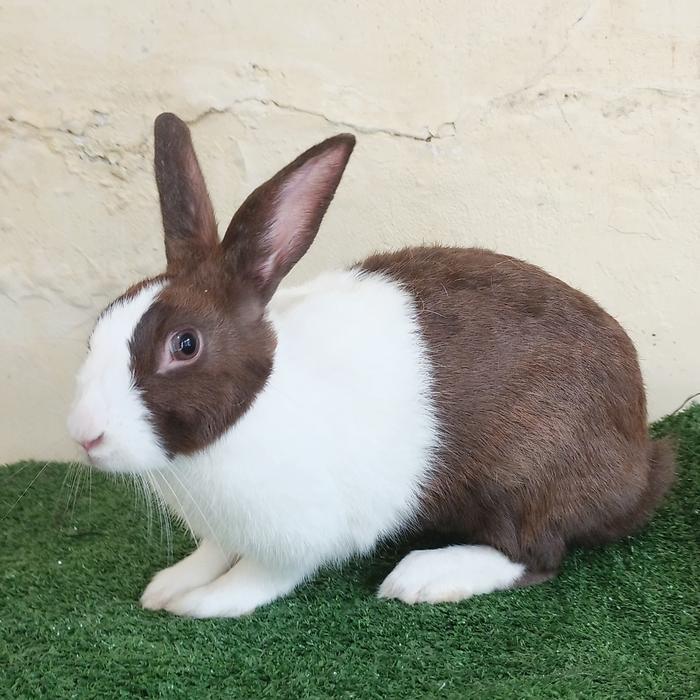 Gambar Kelinci Dutch Betina Warna Coklat sudah dikawinkan positip hamil dari JagakarsaRabbitss undefined Tokopedia