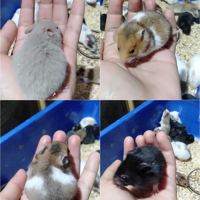 Gambar Hamster Syrian - Long Hair, Anakan dari Kookie Bunny undefined Tokopedia
