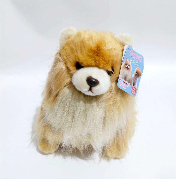 Buddy Boo The Pomeranian Facebook Pomeranian Boo The World's