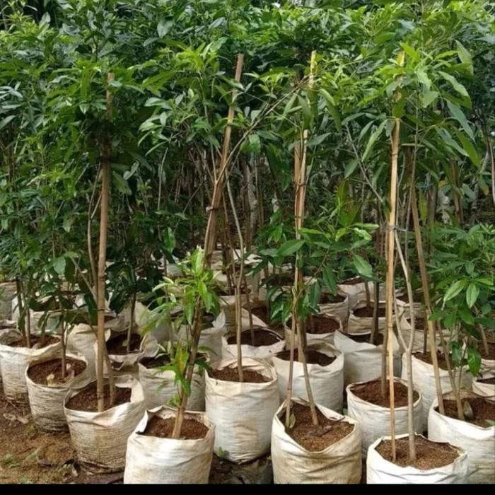 Gambar pohon tabebuya 2-3 meter - Tabebuya ungu - Tabebuya Pink - Putih dari RENDY STORE GLOBAL undefined Tokopedia