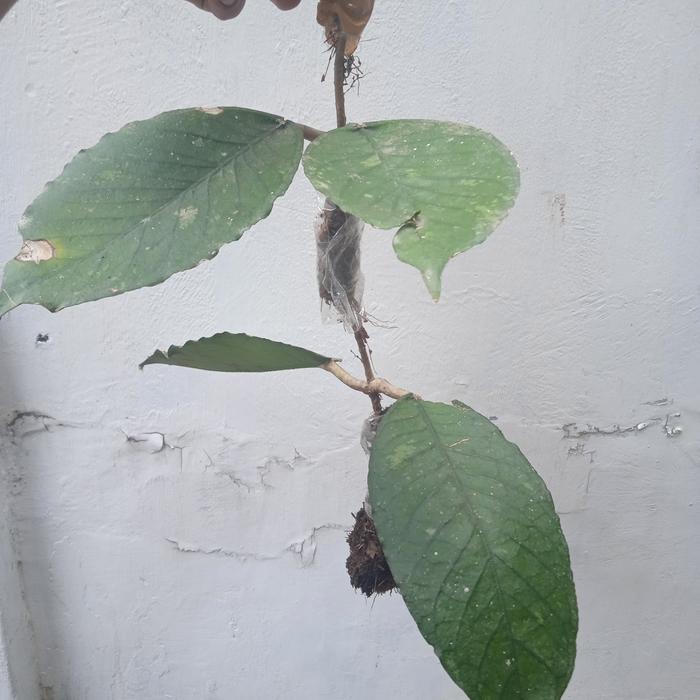 Gambar hoya sp aceh dari mangkrak undefined Tokopedia