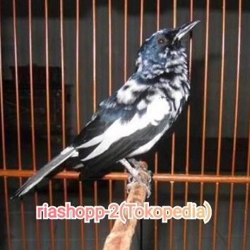 Gambar burung kacer blorok extrim gacor dorr mewah dari riashop-2 undefined Tokopedia