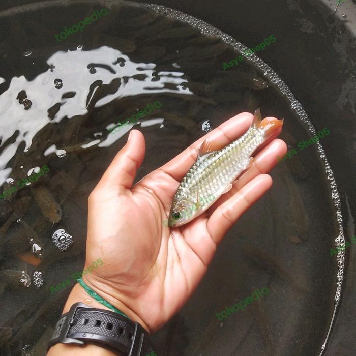 Gambar bibit ikan wader / ikan benter ukuran 2 jari dari Asya Shop05 undefined Tokopedia