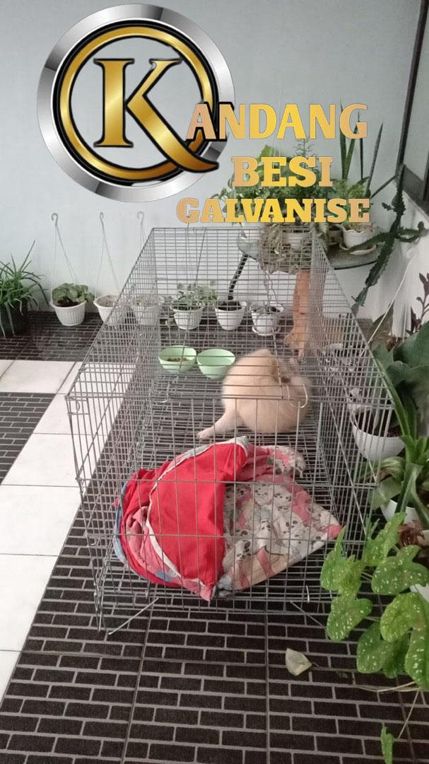 Mengapa Kandang Kelinci Galvanis? Kelebihan dan Kekurangannya