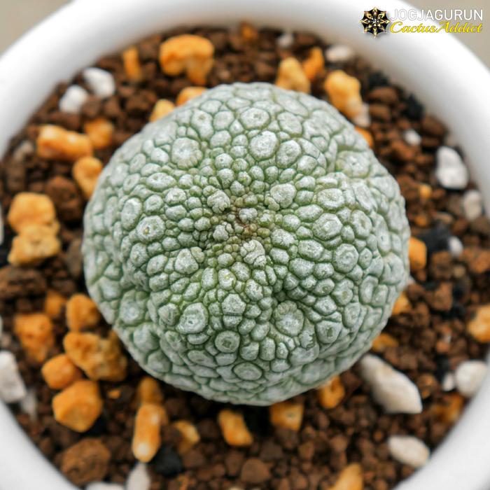 Gambar Pseudolithos Migiurtinus Dari Biji - Jogjagurun dari JOGJAGURUN undefined Tokopedia