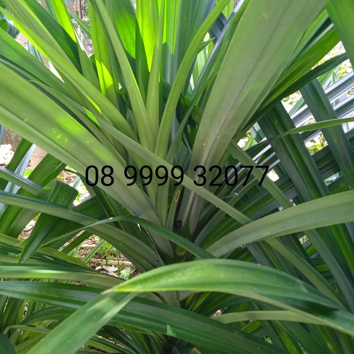 Gambar daun pandan wangi dari Oyoes undefined Tokopedia