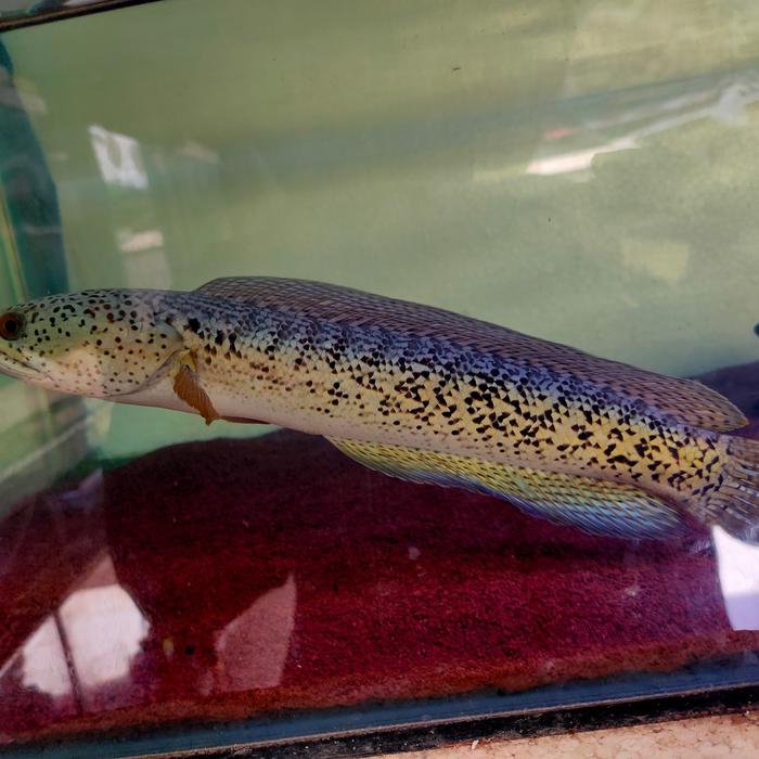 Gambar Channa Barca 25cm up dari Raincity Fish Shop undefined Tokopedia