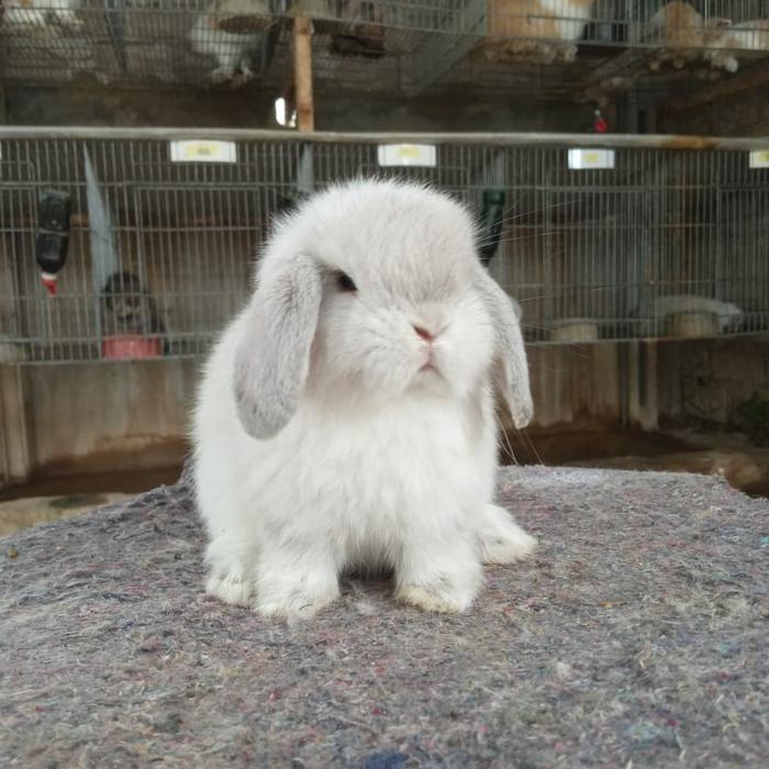 Persiapan Menyambut Kelahiran Anakan Holland Lop