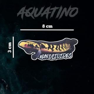 Gambar STICKER AQUARIUM IKAN CHANNA ANTI AIR - Marulioides dari Aquatinoo undefined Tokopedia