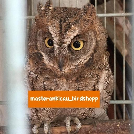 Gambar burung Burhan hantu owl jinak lalat dari masterankicaubirdshopp undefined Tokopedia