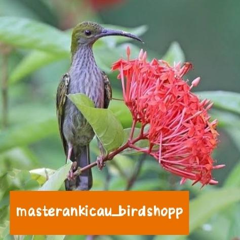 Gambar burung pijantung gunung body big rawatan prospek dari masterankicaubirdshopp undefined Tokopedia