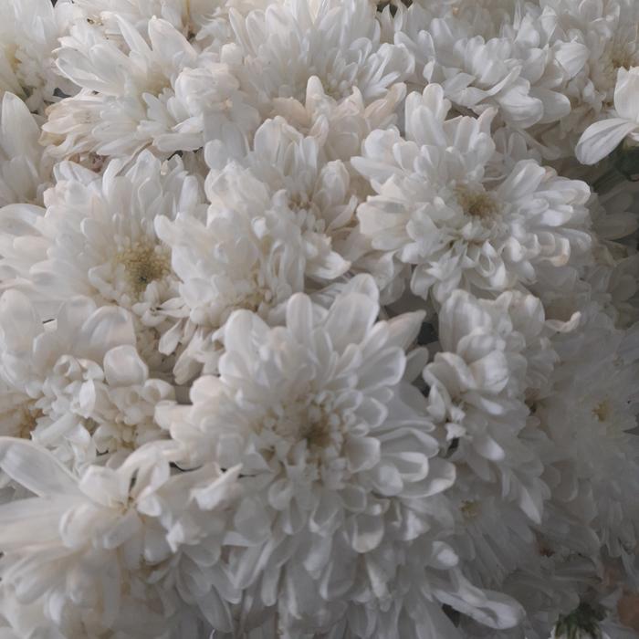 Gambar bunga aster krisan / bunga aster putih / bunga aster kuning - Putih dari bekasi flowers undefined Tokopedia