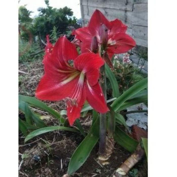 Gambar Umbi / Bibit Bunga Amarilis Warna Warni free umbi bunga sedap malam dari SARI BUMI MAKMUR undefined 4 Tokopedia