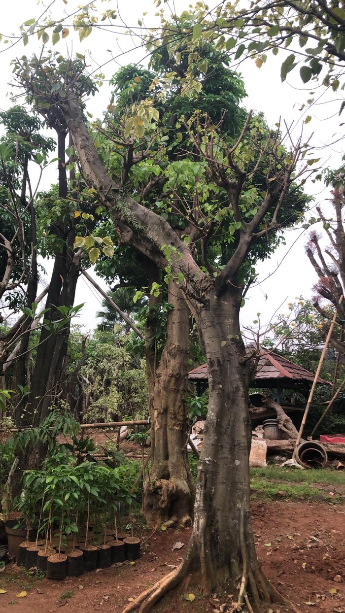 Gambar Bodhi Tree | Pohon Bodhi Bali | Plus Tanem | Lingkar 100-150Cm dari Green Nursery 1 undefined Tokopedia