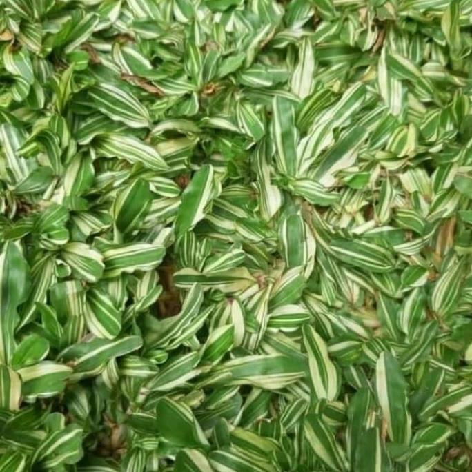 Gambar Tanaman Rumput Gajah Mini Varigata 2 meter jual perkarung dari Taman Hias AL. undefined Tokopedia