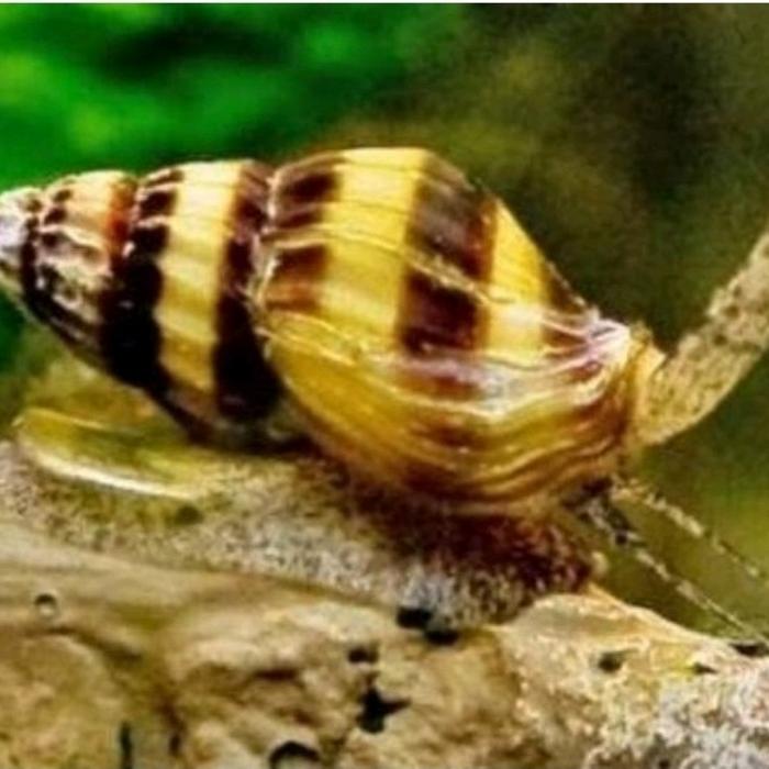 Gambar Keong Tanduk Bumblebee Hornsnail / Horn Snail Algaeter Aquascape - KEONG ASSASIN dari Draquatic Karang Tengah undefined Tokopedia