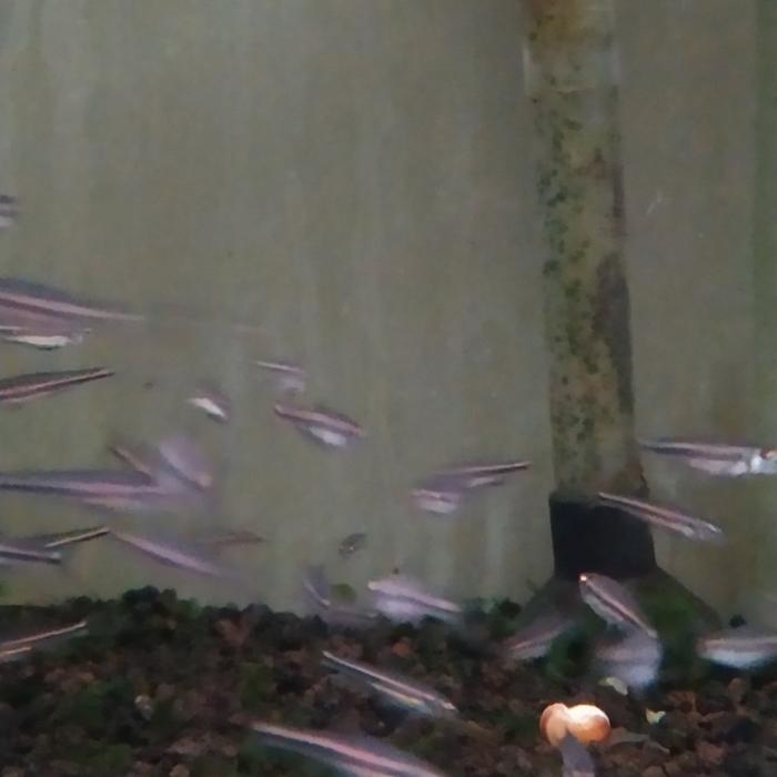 Gambar rainbow shiner - Unsexing random dari aQualaris undefined Tokopedia