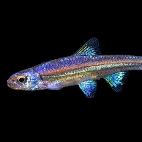 Gambar rainbow shiner - Male only dari aQualaris undefined Tokopedia