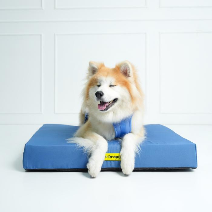 Gambar DOUGIE DREAMER - Dunlopillo Premium Dog Pet Bed -Tempat Tidur Anjing - Midnight Blue, M dari Dougie Pet Essentials undefined Tokopedia